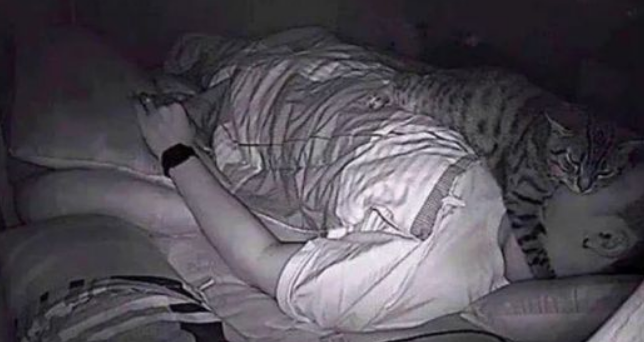 Почему коты постоянно стремятся спать в кровати хозяина?